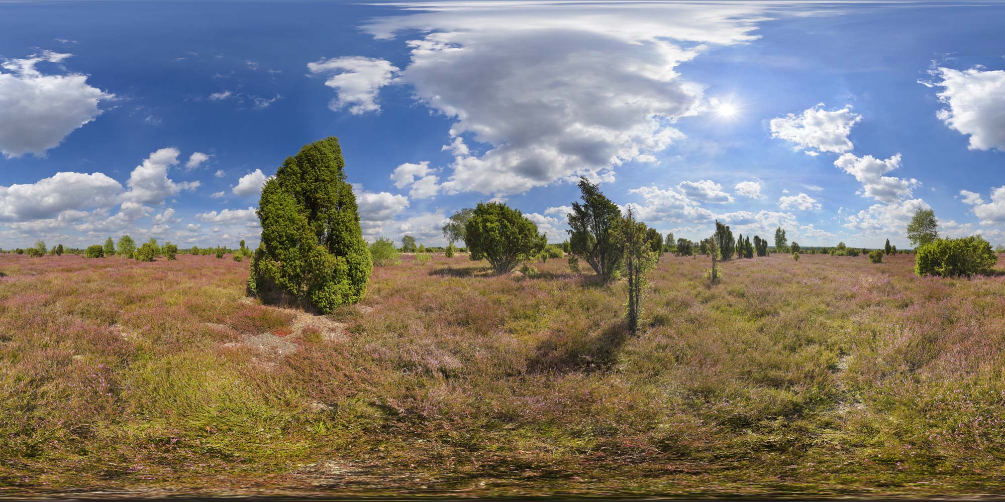 Panorama  Lüneburger Heide - Wachholderwald Dübelsheide - 2014 - 1