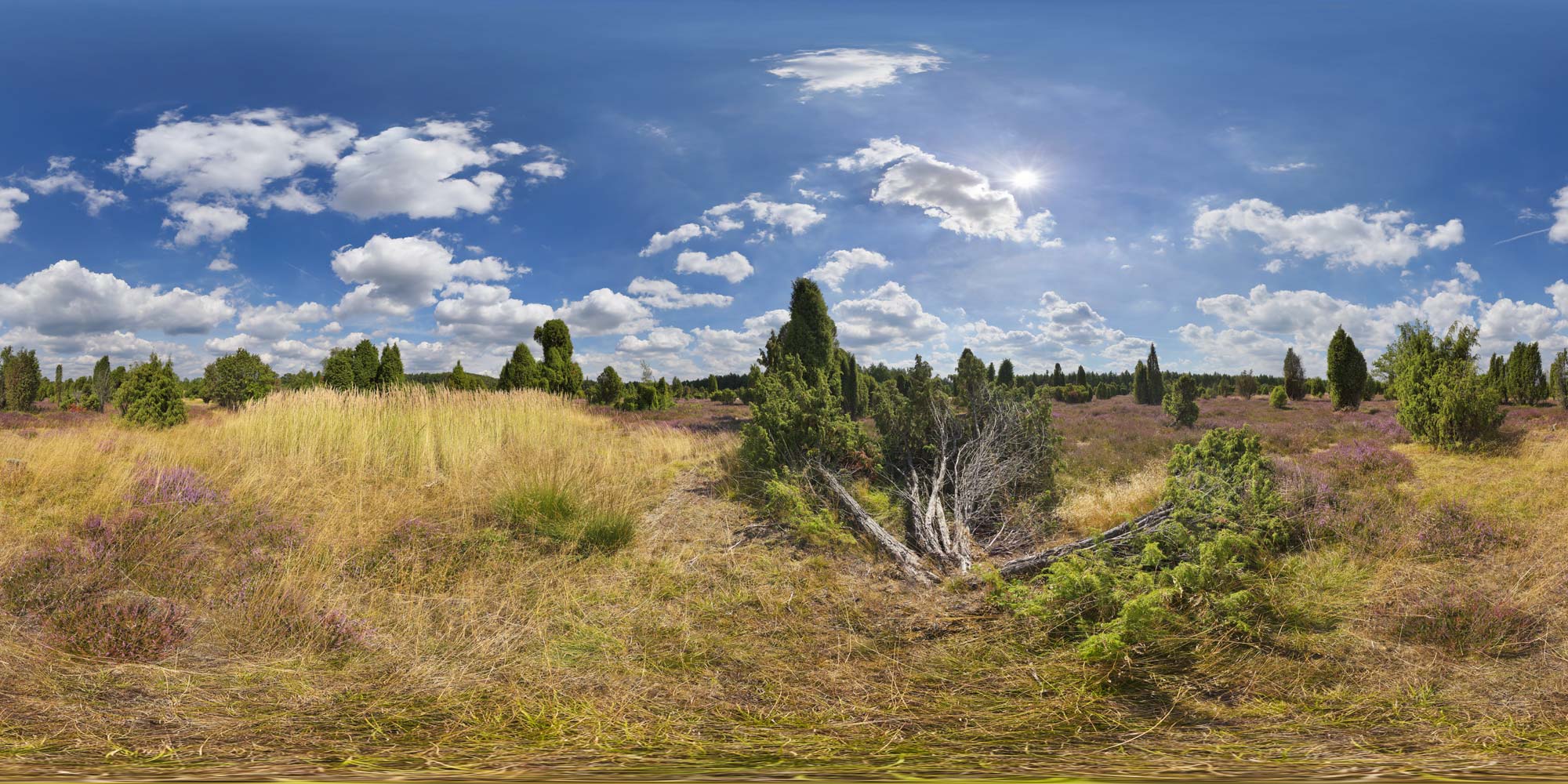 Panorama  Lüneburger Heide - Wachholderwald Dübelsheide - 2014 - 3