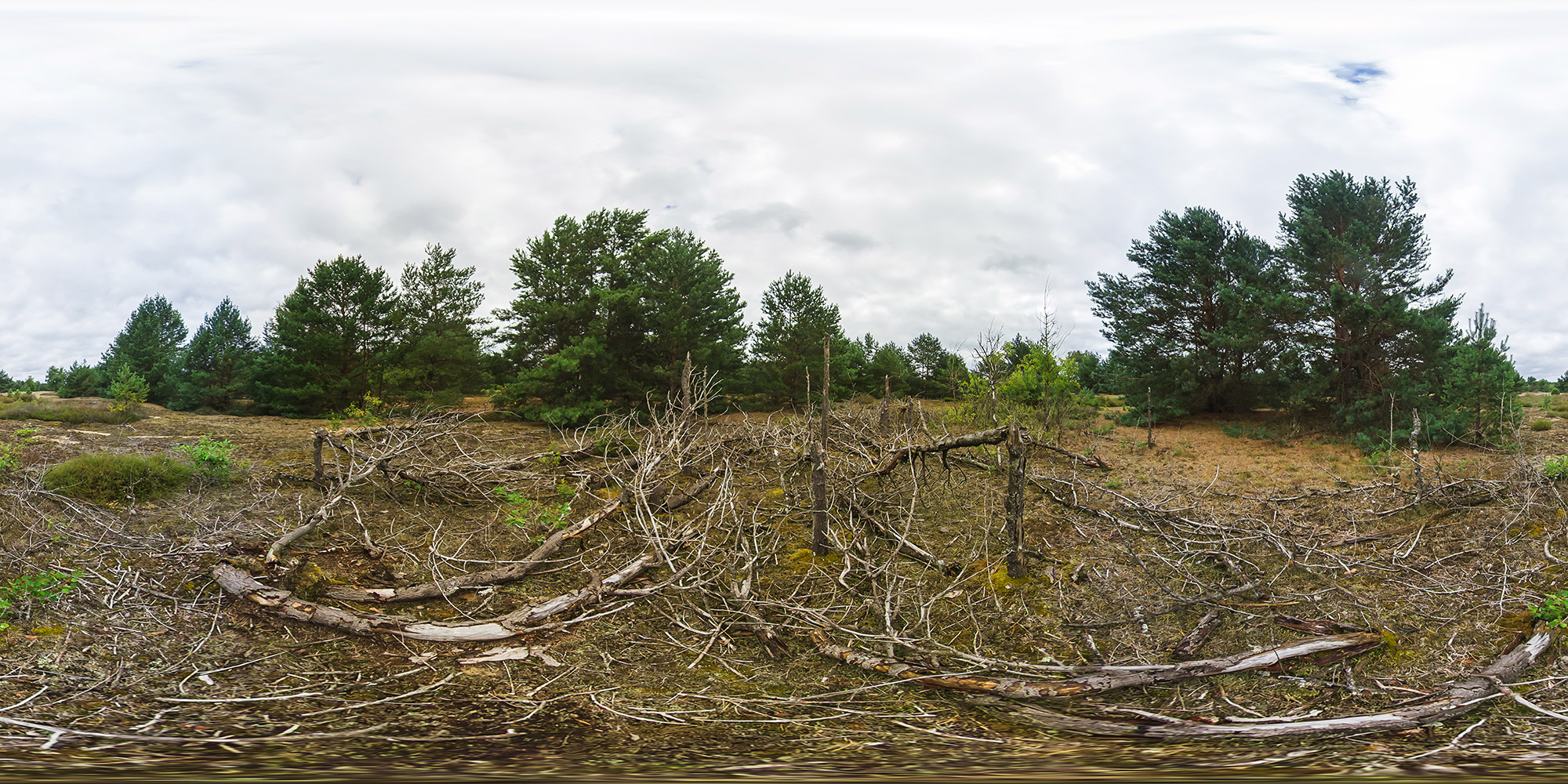 Panorama  Jänickendorfer Heide - Baumreste