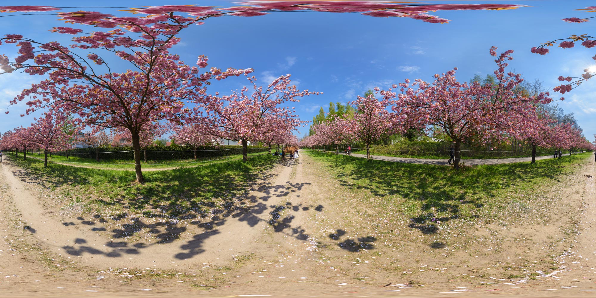 Panorama Berlin Lichterfelde Kirschblütenallee  - Pferd