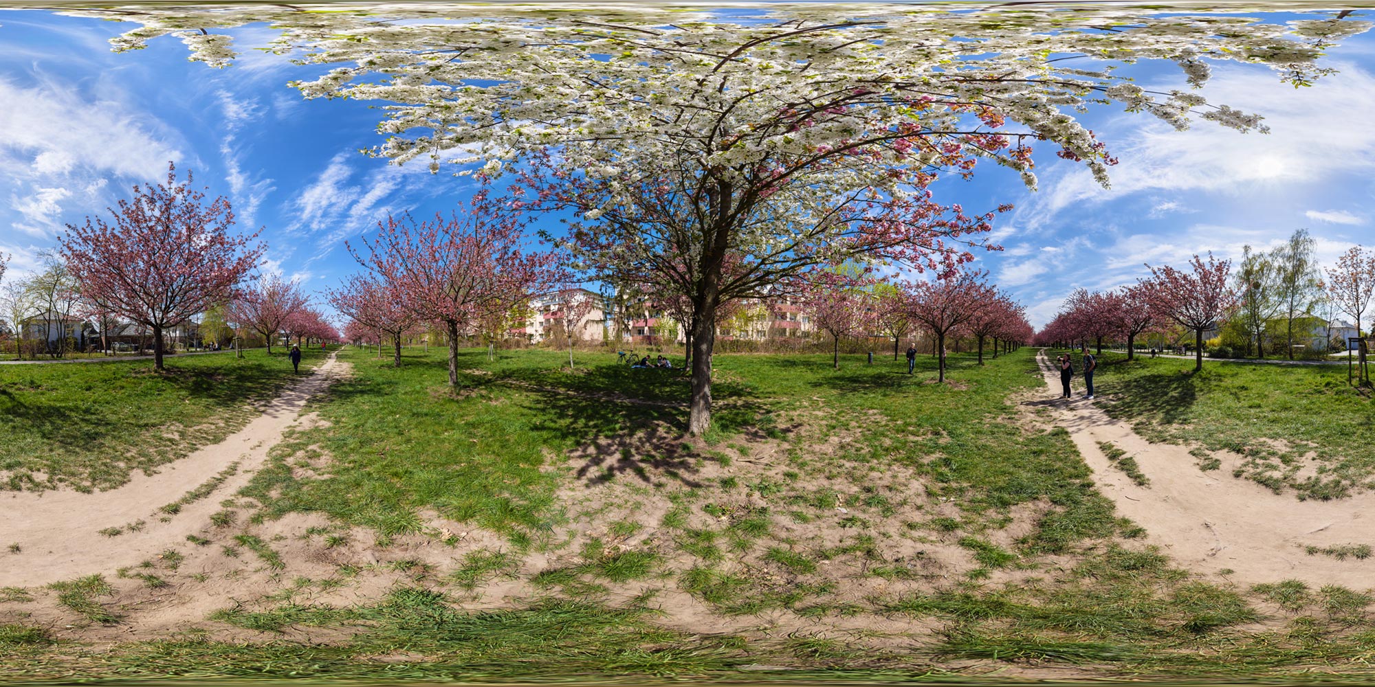 Panorama Berlin Lichterfelde Kirschblütenallee  - Zweifarbiger Baum
