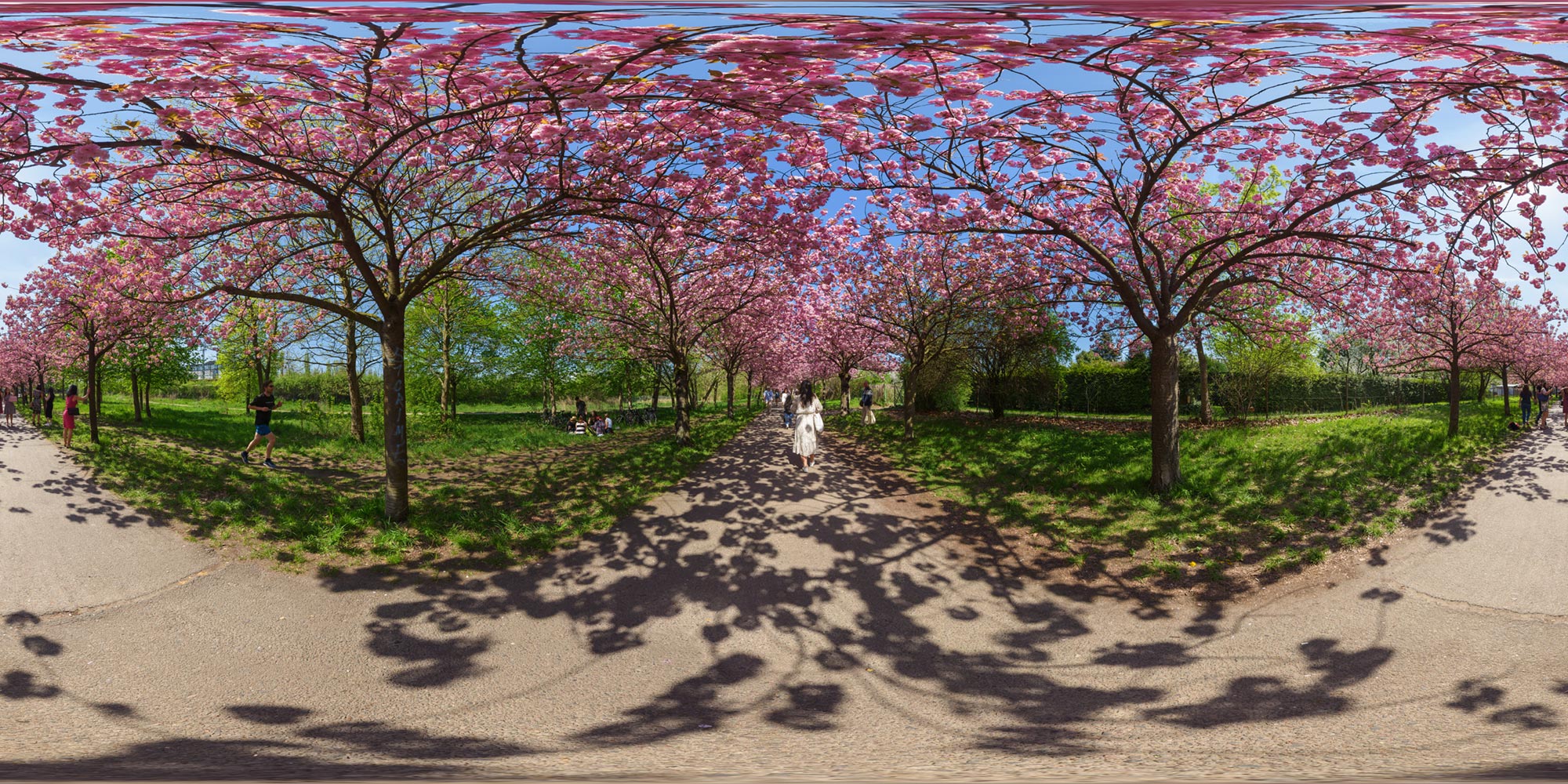 Panorama Berlin Kirschblütenweg - Park