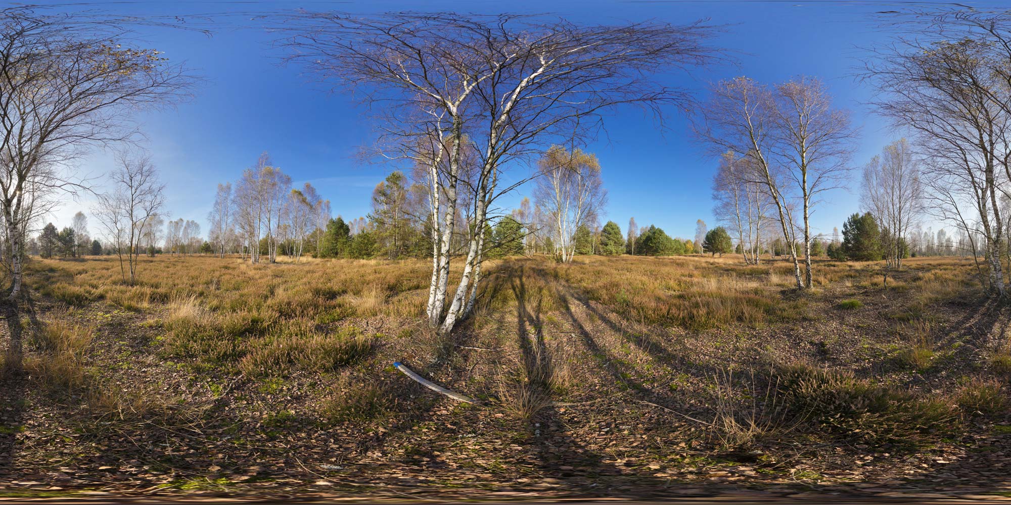 Panorama  Reicherskreuzer Heide - Birkenheide 2