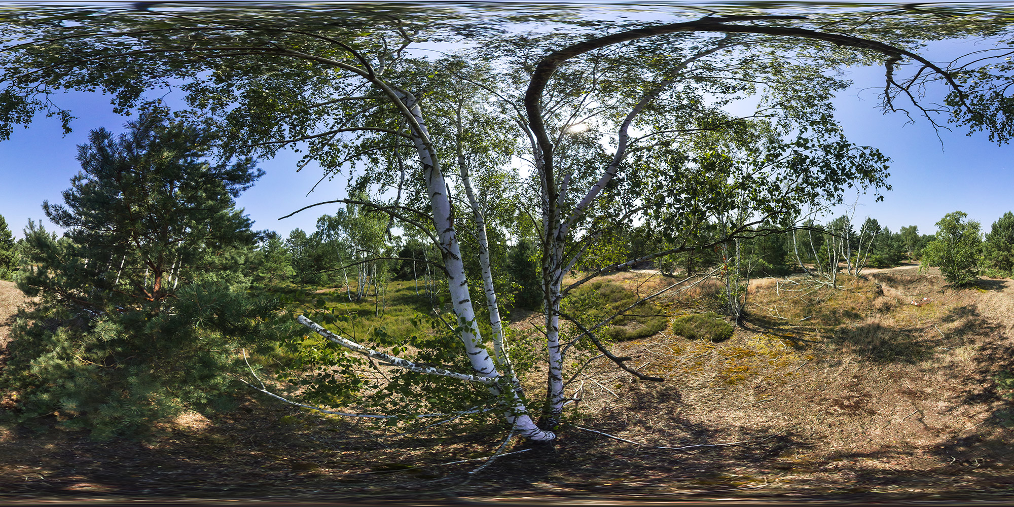 Panorama  Wurzelberge bei Luckenwalde - Birke von oben