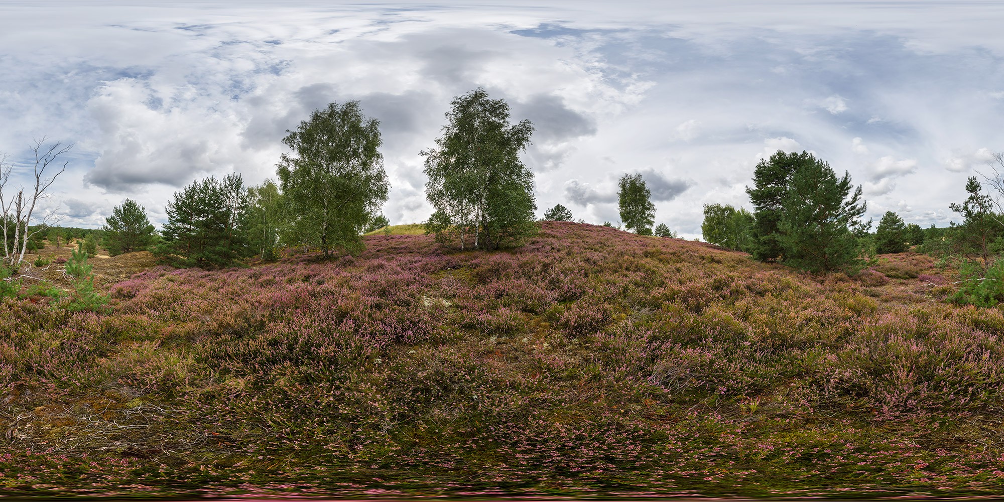 Panorama  Jänickendorfer Heide - Schulischer Berg 1
