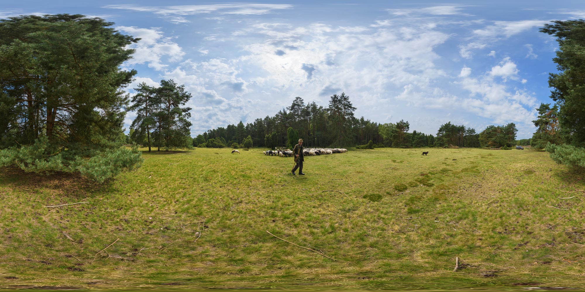 Panorama  Lüneburger Heide - Misselhorner Heide - Heidschnucken