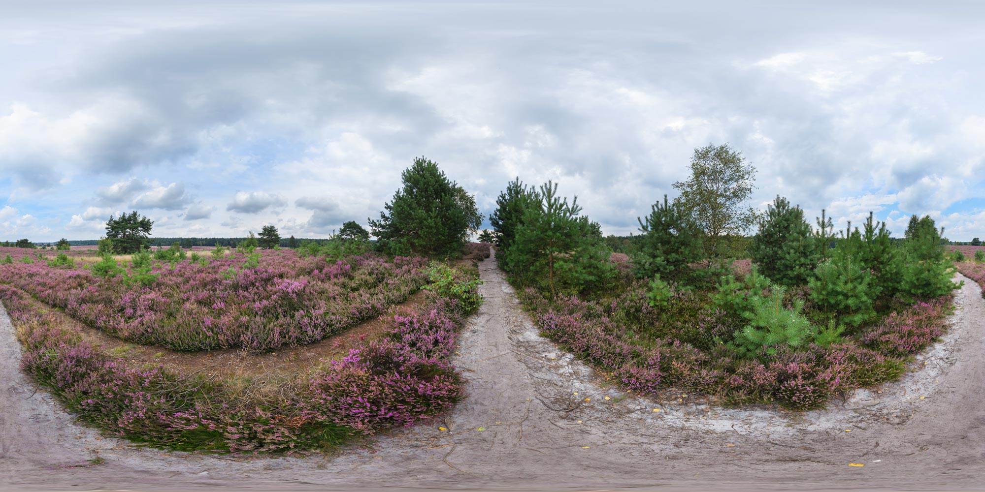 Panorama  Lüneburger Heide - Weseler Heide - Wanderweg 2
