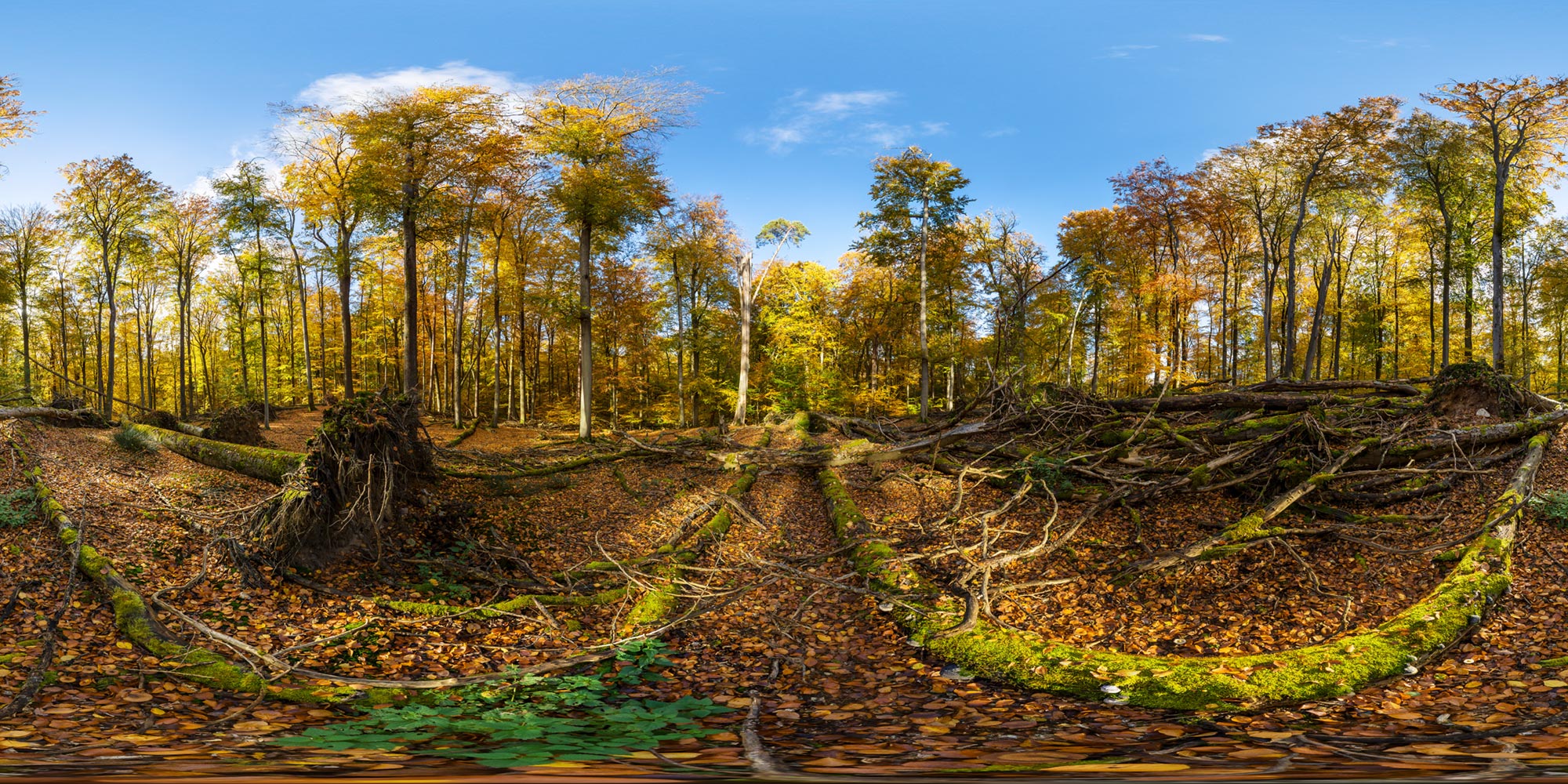 Panorama  Serrahner Buchenwald - Sturmschäden 2