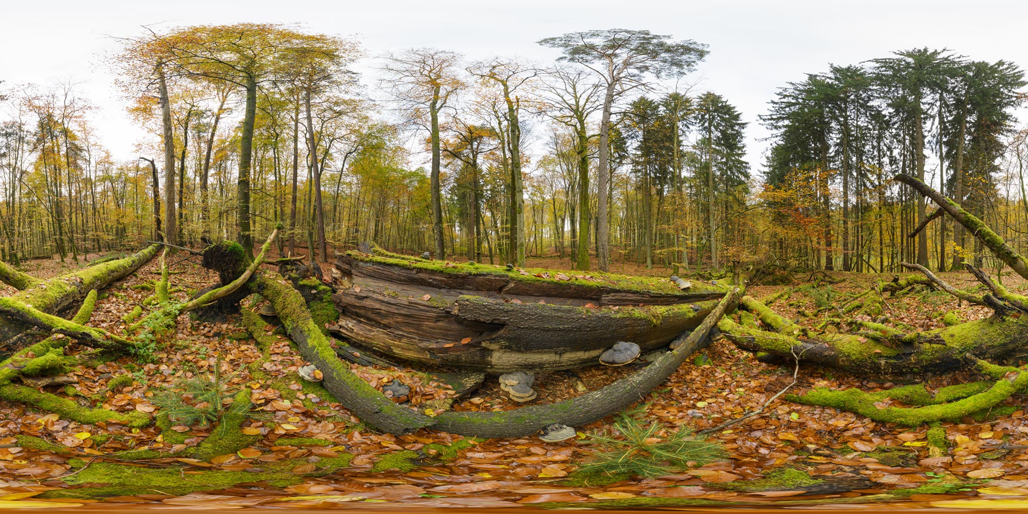 Panorama  Serrahner Buchenwald - Moosbaum 3