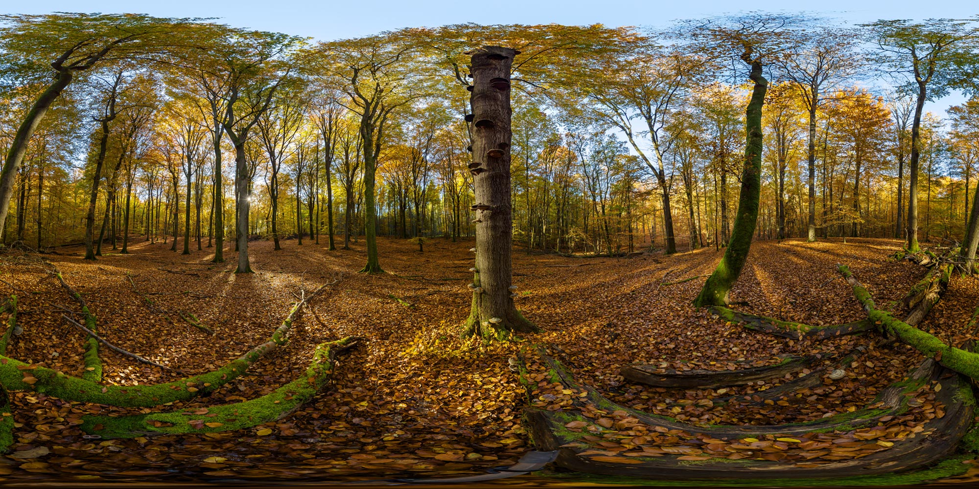 Panorama  Serrahner Buchenwald - Mückengrund 2
