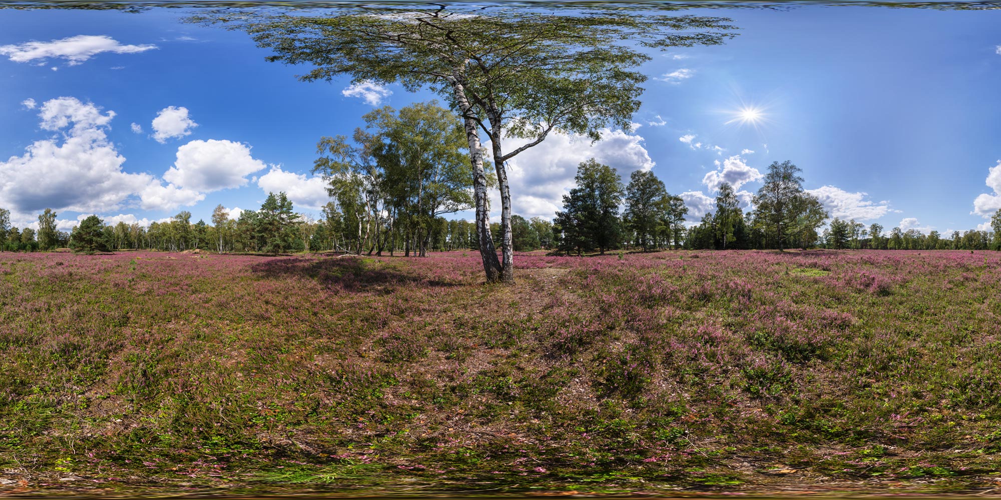 Panorama  Lüneburger Heide - Südheide bei Oberohe - Kieselgur