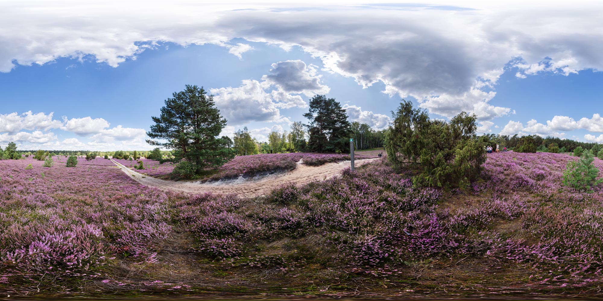 Panorama  Lüneburger Heide - Südheide bei Müden - Kochsöhlen Heide Aussicht