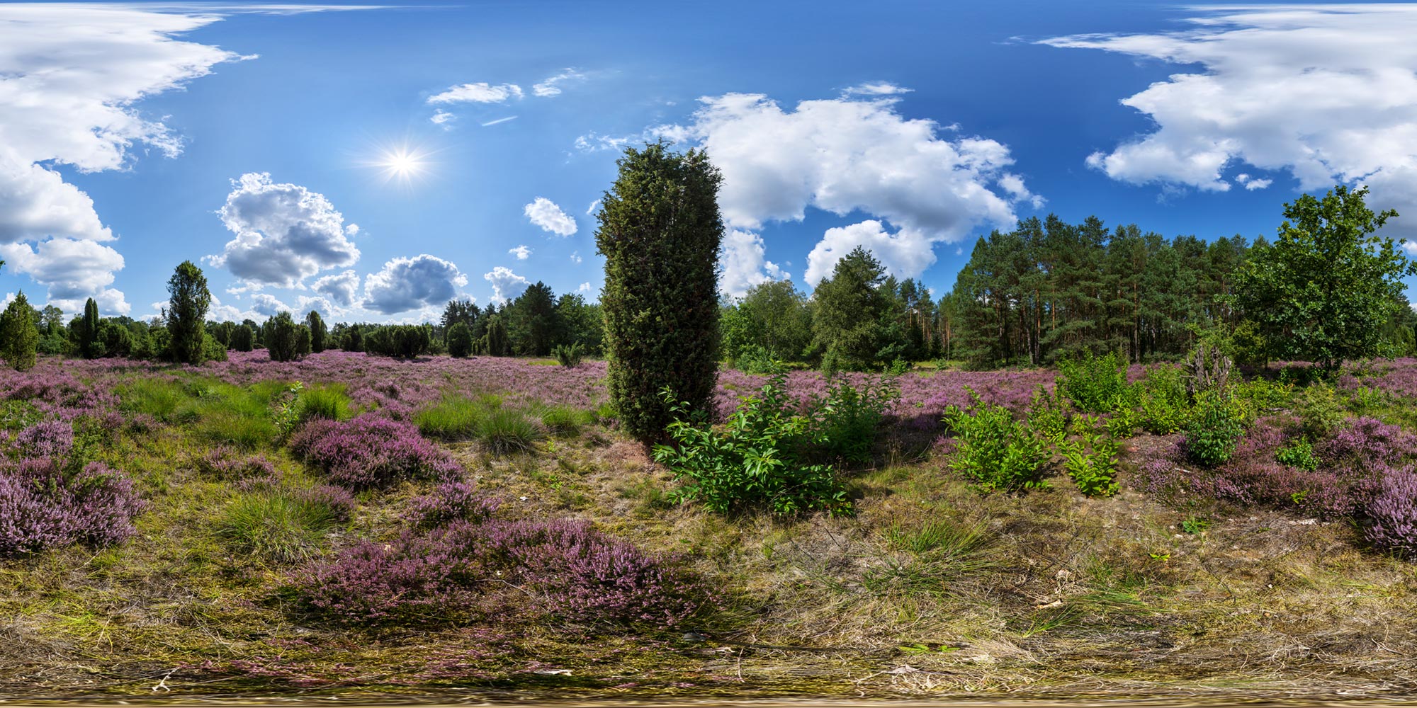 Panorama  Lüneburger Heide - Südheide bei Müden - Heide bei Oberrohe 